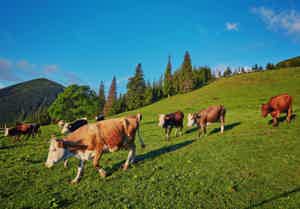 7 Ways to Follow a Conscious Ketogenic Diet and Help the Environment