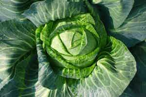 Carbs in Cabbage: Is Cabbage Keto-Friendly?