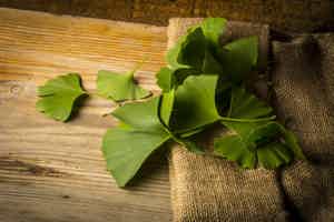 Ginkgo Biloba: How It Can Give You Clarity and Focus
