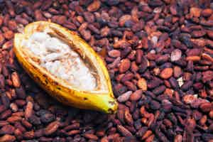 What is Cacao Butter?