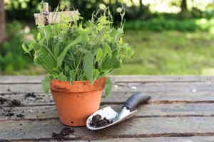 Gymnema Sylvestre: Uses, Benefits, Side Effects, and More