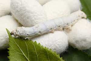 The Silkworm Supplement: Serrapeptase Dangers and Benefits