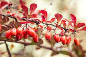 Berberine Benefits: 11 Remarkable Health Benefits of This Supplement