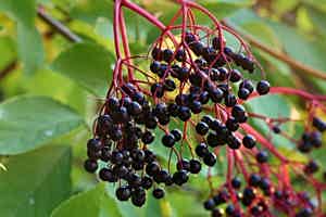 Can Elderberry Help Protect Against the Coronavirus?