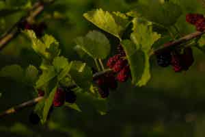 Mulberry Leaf: Benefits, Risks and Side Effects